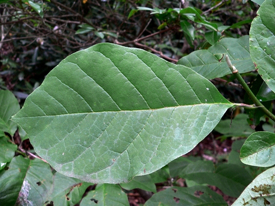 {Magnolia acuminata}